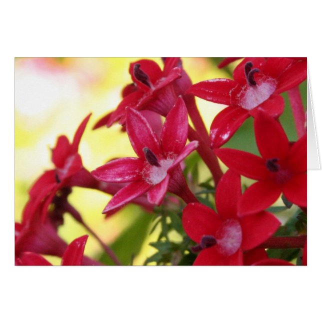 Rote Blume (Vorderseite (Horizontal))