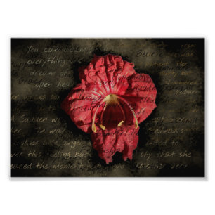 Rote Blume auf Grunge Text Fotodruck