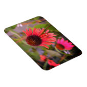 Rote Blume bei RHS Wisley Magnet (Rechte Seite)