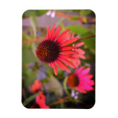 Rote Blume bei RHS Wisley Magnet (Vertikal)