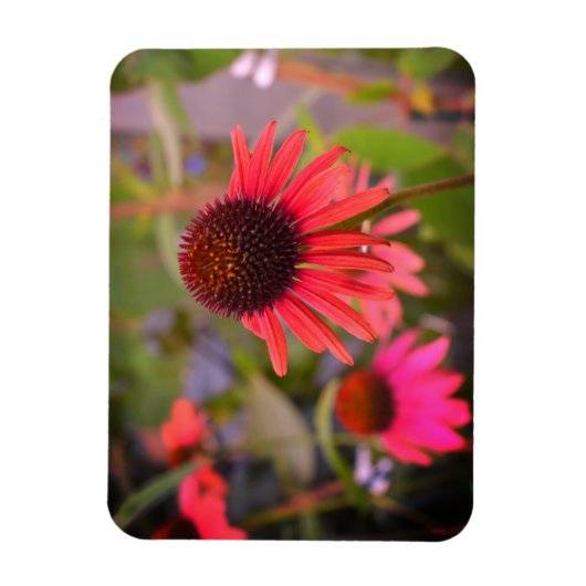 Rote Blume bei RHS Wisley Magnet (Vertikal)