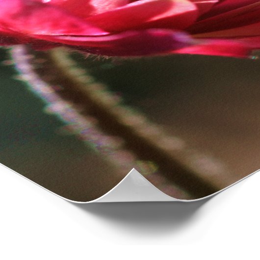Rote Blume bei Sonnenlicht Nah Poster (Ecke)