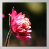 Rote Blume bei Sonnenlicht Nah Poster (Vorne)