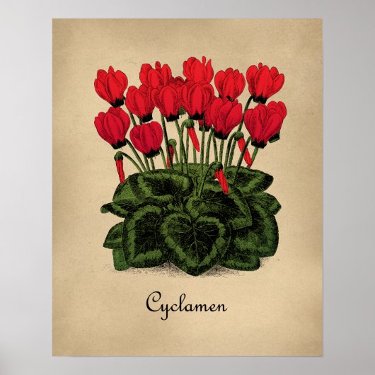Rote Blume Botanisches Poster - Vintage Cyclamen (Vorne)