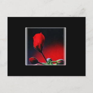 Rote Blume Bud Valentine Postkarte