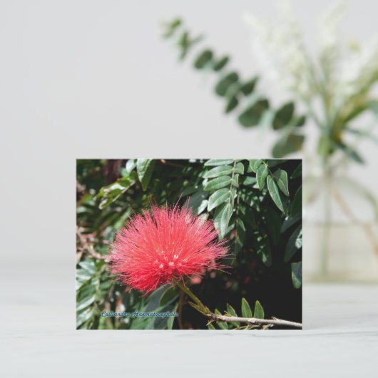 Rote Blume - Calliandra Postkarte (Stehend Vorderseite)