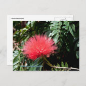 Rote Blume - Calliandra Postkarte (Vorne/Hinten)