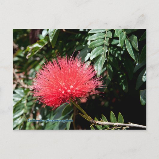 Rote Blume - Calliandra Postkarte (Vorderseite)