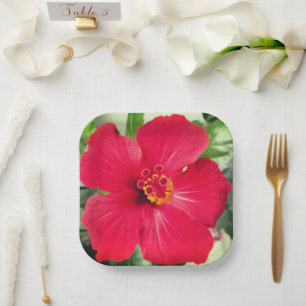 Rote Blume des Hibiskus Rosa-sinensis Pappteller