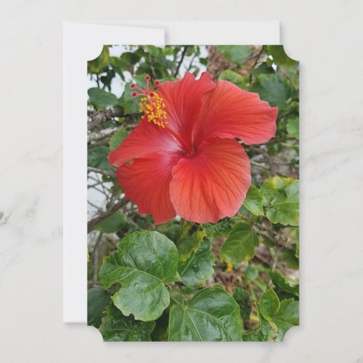 Rote Blume Einladungen für Hochzeiten (Rückseite)