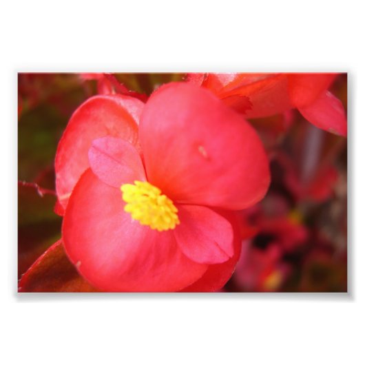 Rote Blume Fotodruck (Vorne)