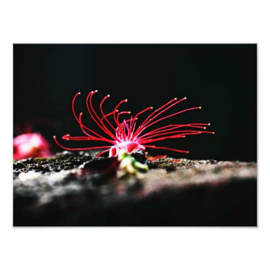 Rote Blume Fotodruck (Vorne)