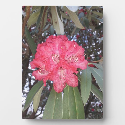 Rote Blume Fotoplatte (Vorderseite)