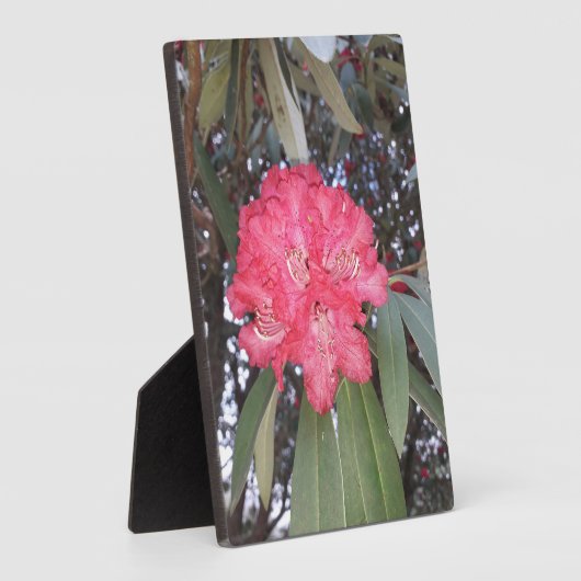 Rote Blume Fotoplatte (Seite)