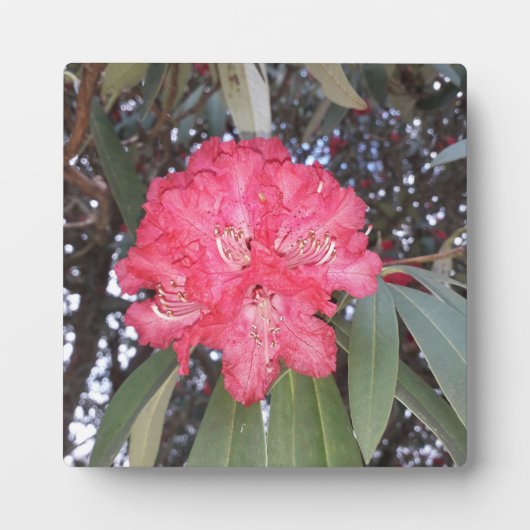 Rote Blume Fotoplatte (Vorderseite)