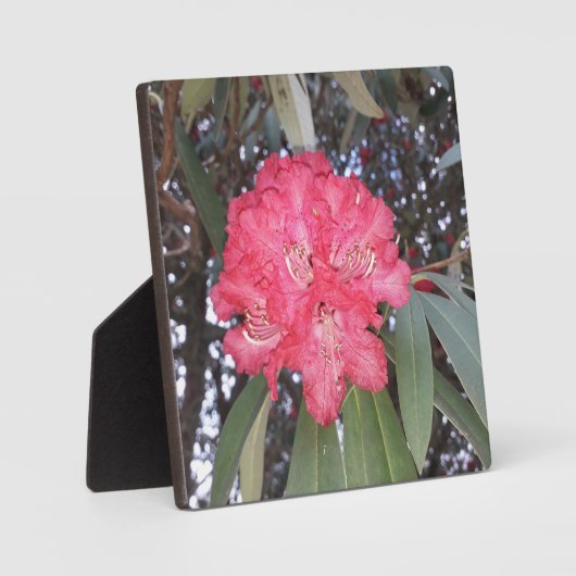 Rote Blume Fotoplatte (Vorderseite)