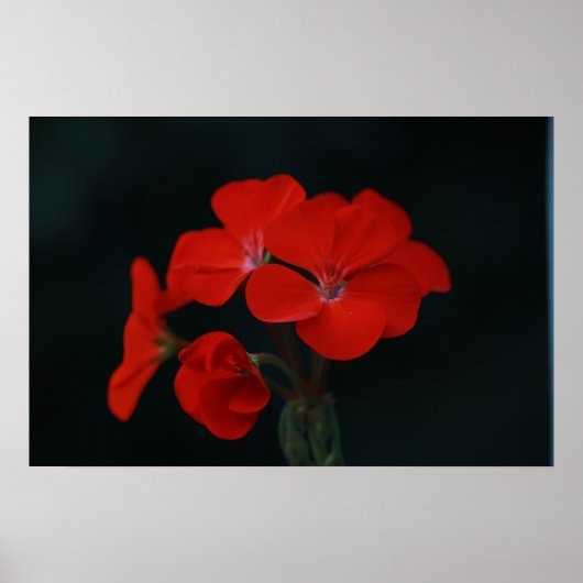 Rote Blume gegen schwarzes Hintergrundplakat Poster (Vorne)