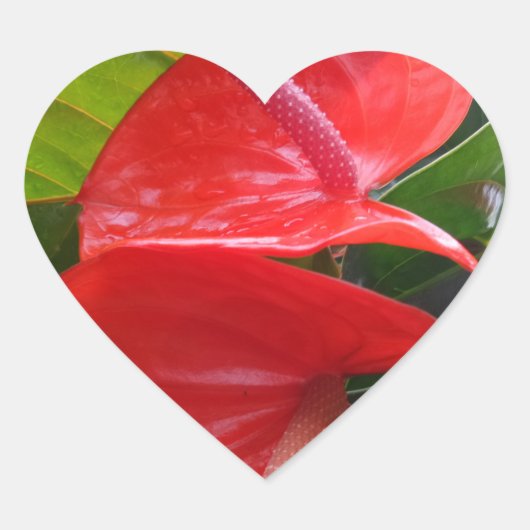 Rote Blume Herzsticker Herz-Aufkleber (Vorderseite)
