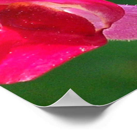 Rote Blume im Sonnenlicht Poster (Ecke)