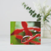Rote Blume in einem Raindrop Postkarte (Stehend Vorderseite)