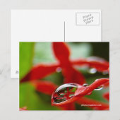 Rote Blume in einem Raindrop Postkarte (Vorne/Hinten)