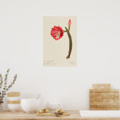 Rote Blume Kaktus Botanische Kunst Poster (Küche)
