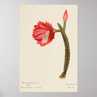 Rote Blume Kaktus Botanische Kunst Poster