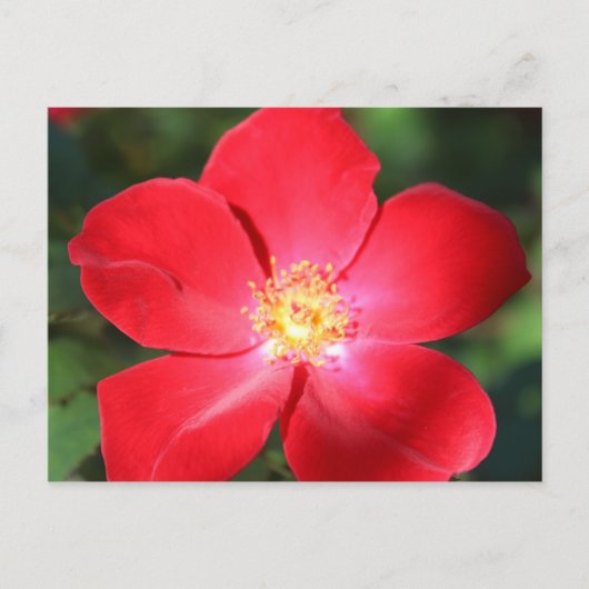 Rote Blume Nr. 1 Postkarte (Vorderseite)