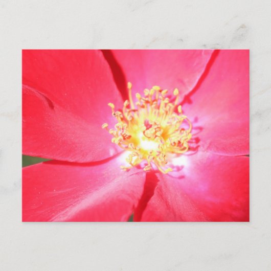 Rote Blume Nr. 4 Postkarte (Vorderseite)