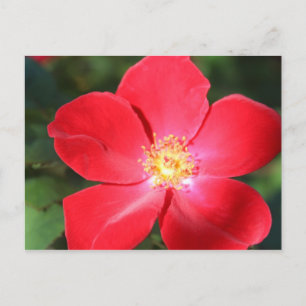 Rote Blume Nr. 5 Postkarte