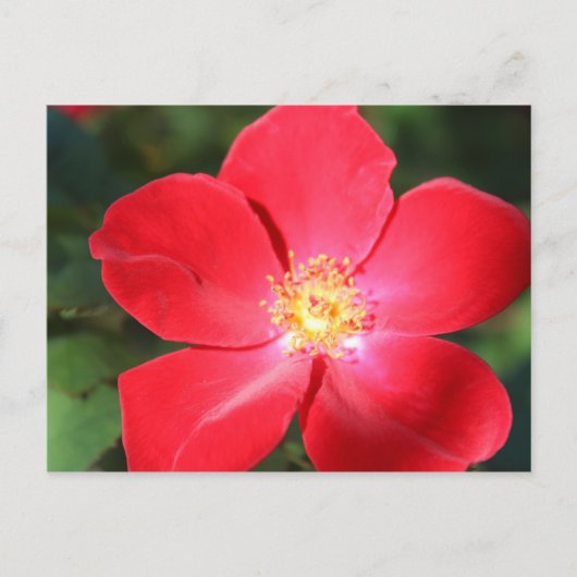Rote Blume Nr. 5 Postkarte (Vorderseite)