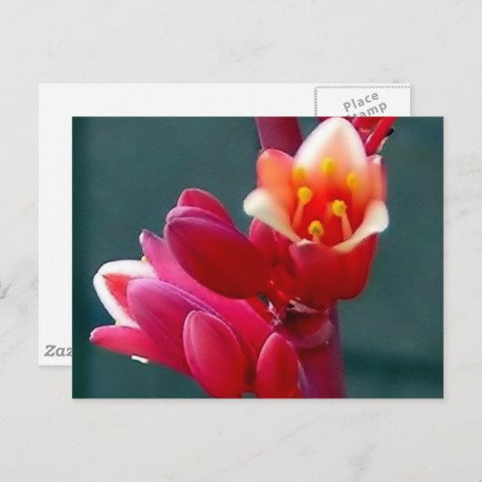 rote Blume öffnet Postkarte (Vorne/Hinten)