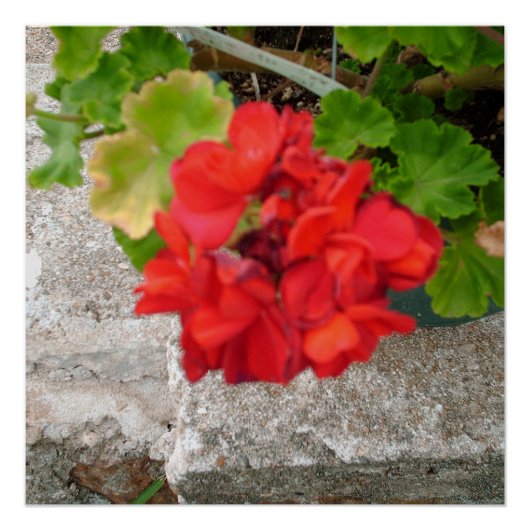 rote Blume Poster (Vorderseite)