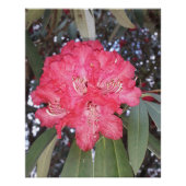 Rote Blume Poster (Vorderseite)