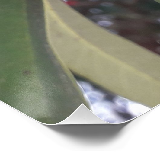 Rote Blume Poster (Ecke)