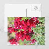 Rote Blume Postkarte (Vorne/Hinten)