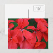 rote Blume Postkarte (Vorne/Hinten)