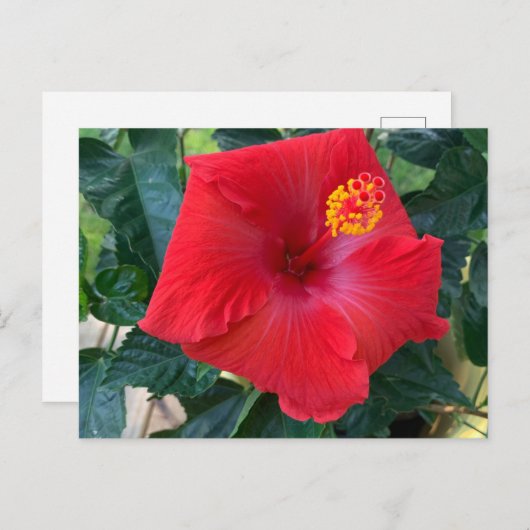 Rote Blume Postkarte (Vorne/Hinten)