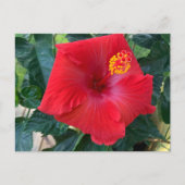Rote Blume Postkarte (Vorderseite)