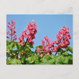 Rote Blume Postkarte