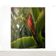 Rote Blume Tropische Natur Pflanze