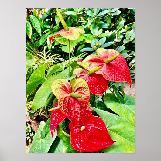Rote Blume Tropischer Garten Poster (Vorne)