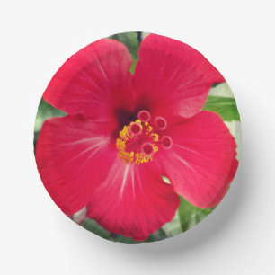 Rote Blüte von Hibiscus Rosa-sinensis Pappteller