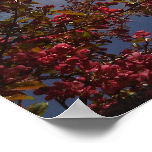 Rote Blüten 1 Poster (Ecke)