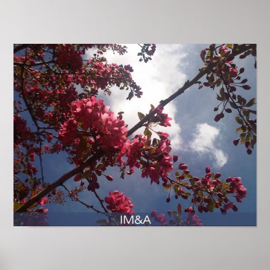 Rote Blüten 2 Poster (Vorne)