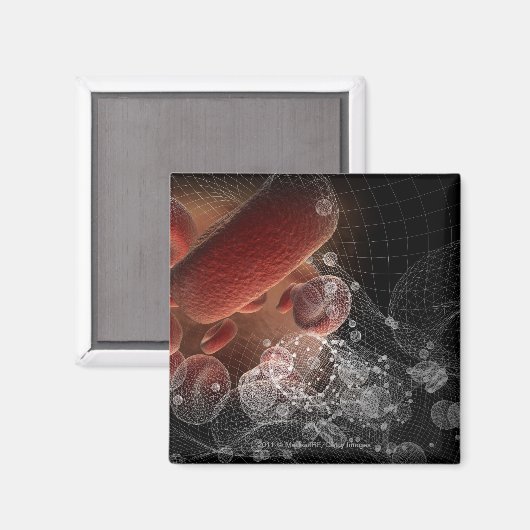 Rote Blutkörperchen in Wireframe Magnet (Vorderseite/Rückseite)