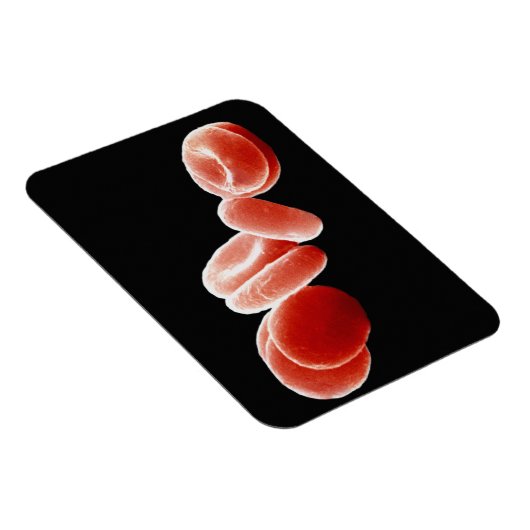 Rote Blutkörperchen Magnet (Rechte Seite)