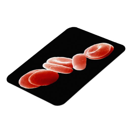 Rote Blutkörperchen Magnet (Linke Seite)