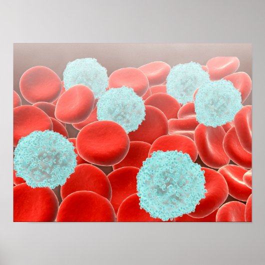rote Blutkörperchen mit weißen Blutkörperchen Poster (Vorne)