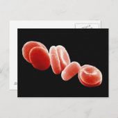 Rote Blutkörperchen Postkarte (Vorne/Hinten)